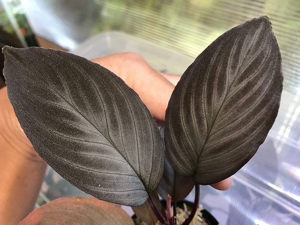 ホマロメナ Homalomena sp.Platinum Velvet 黒銀 – 熱帯植物.com